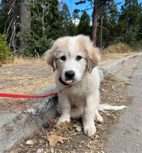 15 Photos Of Great Pyrenees Puppies That Make Everyone Fall In Love