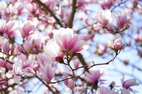 National Flower Of Korea: Blooms Of Hibiscus Syriacus - Plantisima