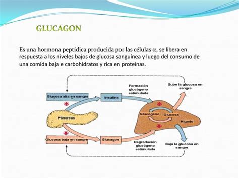 Tubo Digestivo Gl Ndulas Anexas Ppt