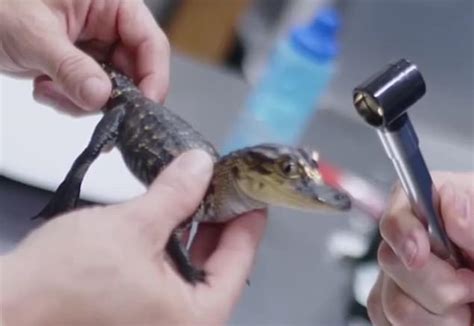 Worlds Rarest Alligator Is Born In Florida With Sparkling Blue Eyes