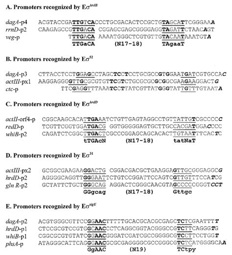 Comparison Of Nucleotide Sequences Of The Promoters Recognized By Each