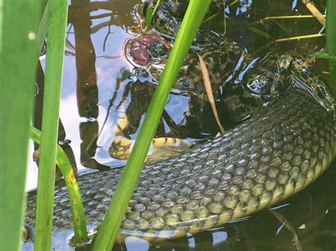 Plain Bellied Watersnake From Sheldon Lake State Park Houston TX US