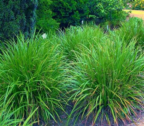 Japanese Grass Sedge Carex Morrowii Irish Green Order Online