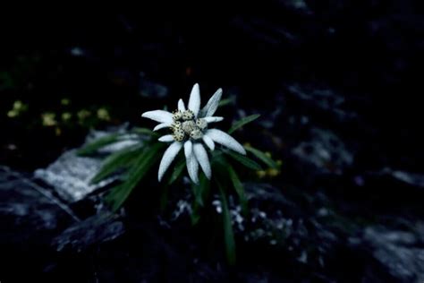 The Meaning And Symbolism Of Edelweiss Tattoos Garvillo