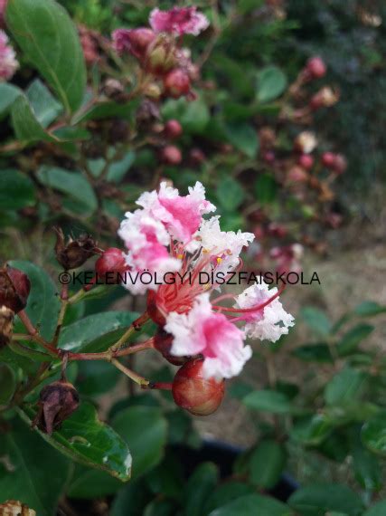 Lagerstroemia Berlingot Menthe Selyemmirtusz