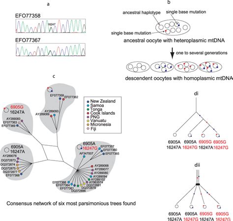 Revealing The Hidden Complexities Of Mtdna Inheritance White 2008