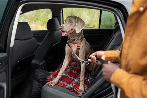 C Mo Evitar Los Mareos De Mi Perro Al Viajar En Coche