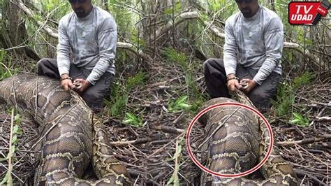 Lihat Ular Piton Berbadan Besar Di Pinggir Hutan Pria Ini Menangis