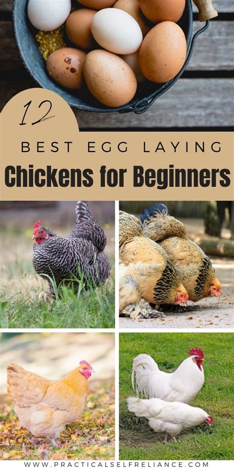 12 Best Egg Laying Chickens For Beginners In 2023 Laying Chickens Egg Laying Chickens Best