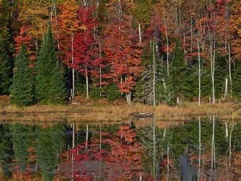 vk.photo.blog: Fall foliage in Ontario