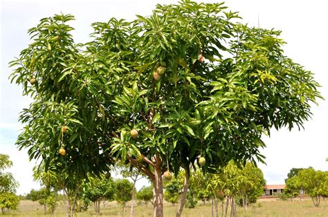 Quest ce que le bois de manguier Ses origines ses qualités et ses