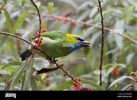 borneo kinabalu endemic species bird birds animal animals barbet barbets asia asian wildlife ...