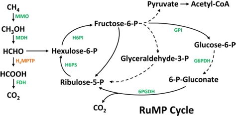 Simplified Molecular Pathway Of Ribulose Monophosphate Rump Cycle For