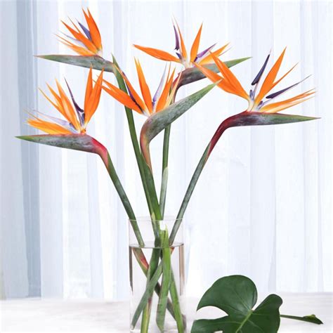 Birds Of Paradise Premium Amazon Flowers Proms Weddings