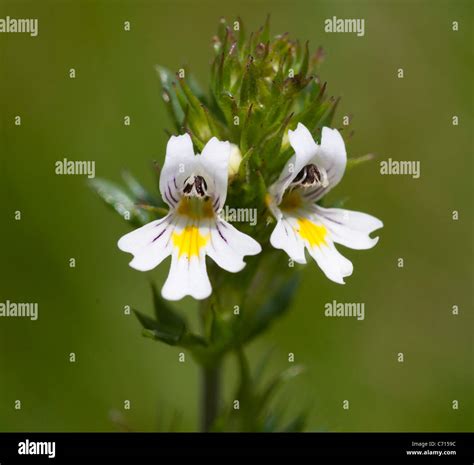 Eyebright Euphrasia Officinalis Stock Photo Alamy