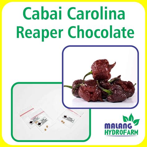 Jual Benih Cabai Carolina Reaper Chocolate Unggulan Berkualitas Biji