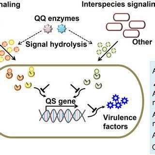 Schematic Representation Of Pseudomonas Aeruginosa Quorum Sensing For