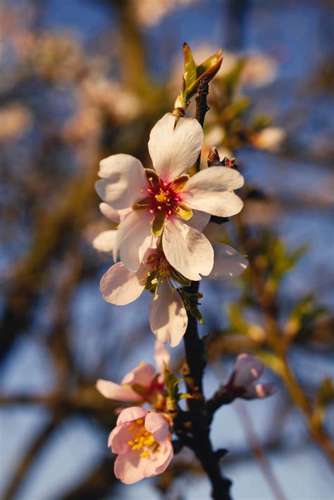 Flores De Cerejeira Foto Gratuita No Pixabay Pixabay