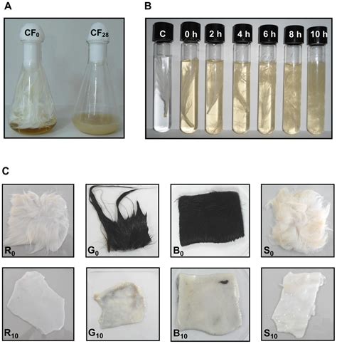 Keratin Feather Biodegradation By Br Brevis Us And Hide Dehairing