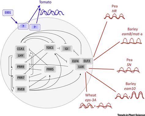 The Impact Of Domestication On The Circadian Clock Trends In Plant Science