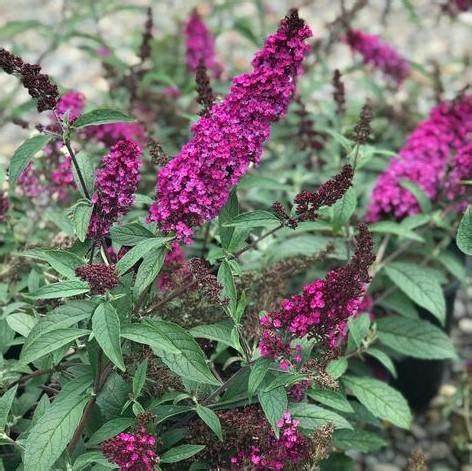 Buddleja Davidii Buzz Hot Raspberry Butterfly Bush Middleton Nurseries