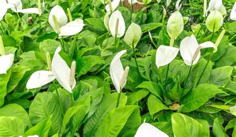 Spathiphyllum Wallisii Facts How To Care And Uses