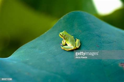 Japanese Tree Frog Photos And Premium High Res Pictures Getty Images