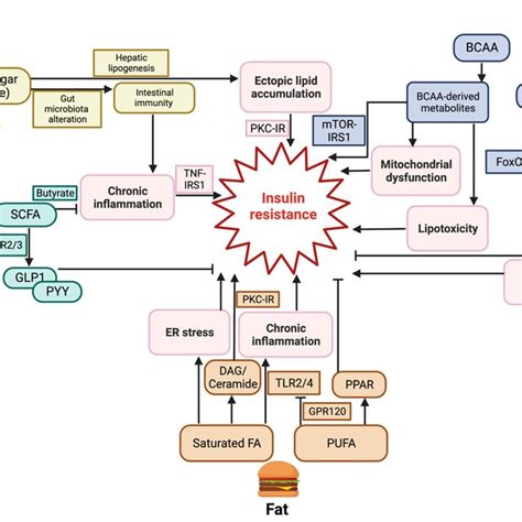 Macronutrients Regulate Insulin Resistance And Glucose Homeostasis