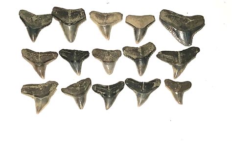 Aurora NC shark teeth - Fossil ID - The Fossil Forum