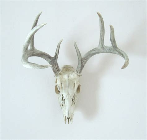 Vintage Deer Antlers Wall Hanging