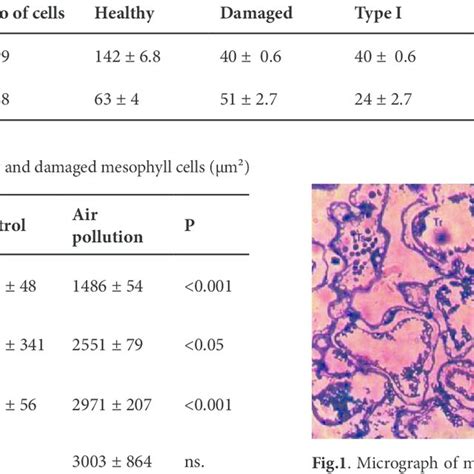 Micrograph of mesophyll cells (type I, II and III) on the cross-section ...