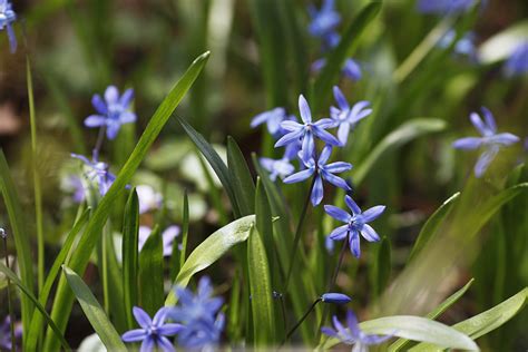 Луковичные первоцветы: home_and_garden — LiveJournal
