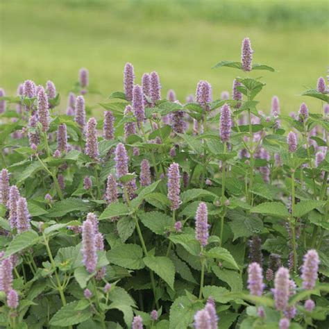 Anise Hyssop Herb Seed Aeseeds