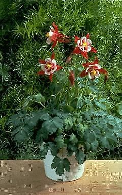 Aquilegia Caerulea Songbird Cardinal Seeds Ebay