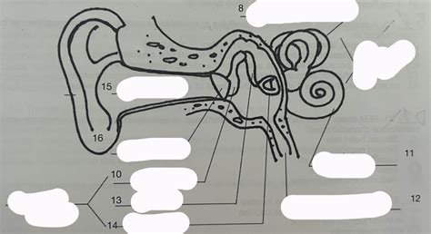 Psych Exam Ear Diagram Diagram Quizlet