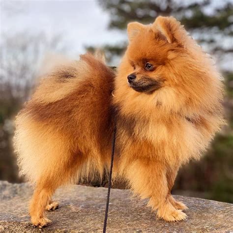 14 Adorable Facts About Pomeranians Page 2 Of 4 Petpress