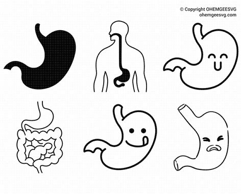 Stomach Svg Human Organ Png Stomach Clipart Anatomy Dxf Etsy