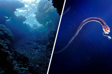 19 Deep Sea Creatures That Legit Look Like Aliens And I Am Never Going