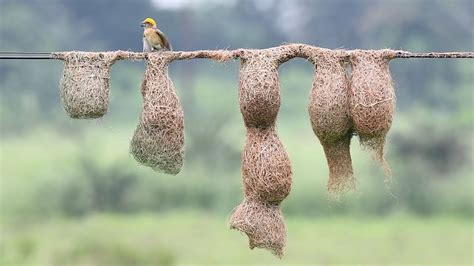 Baya Weaver Bird Building Nest Home Making Weaver Bird