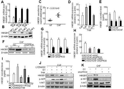 The Pi3kakt Signaling Pathway Is Involved In Gpr30 Induced Hmgb1 Download Scientific Diagram