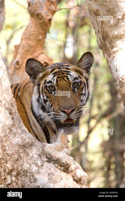 Indian Tiger Bengal Tiger Panthera Tigris Tigris Bandhavgarh National Park Madhya Pradesh