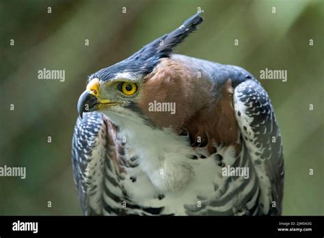 The Ornate Hawk Eagle Spizaetus Ornatus Is A Fairly Large Bird Of