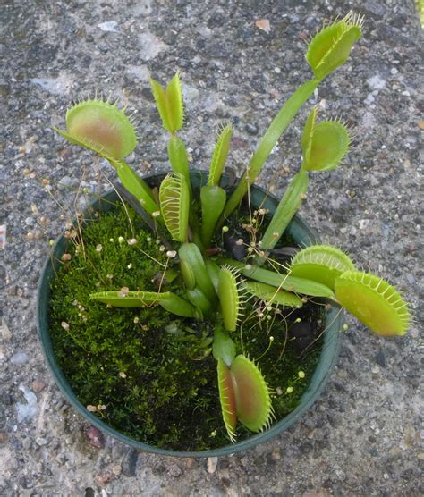 UW botanist leads petition to give Venus flytrap endangered species ...