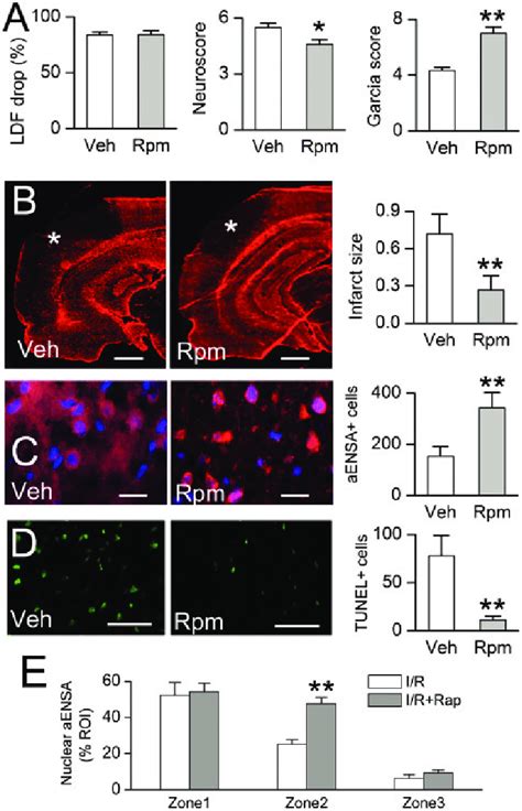 Rapamycin Treatment Is Associated With Reduced Infarct Size Increased