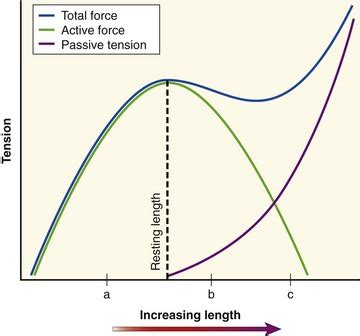 Muscle The Primary Stabilizer And Mover Of The Skeletal System