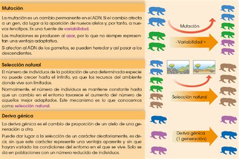 El Neodarwinismo Tu Tarea Gratis