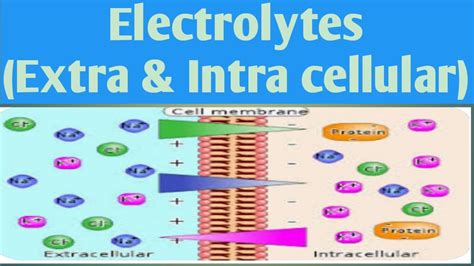 Major Extra And Intra Cellular Electrolytes PIC Unit 2 B Pharm 1Sem