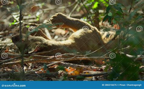 Fossa in Its Natural Habitat in Madagascar Stock Video - Video of ...