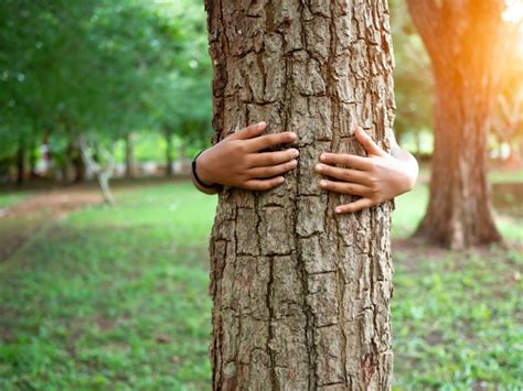 Las Manos Humanas Abrazan Un Rbol Enamorado Representando Ayudar A