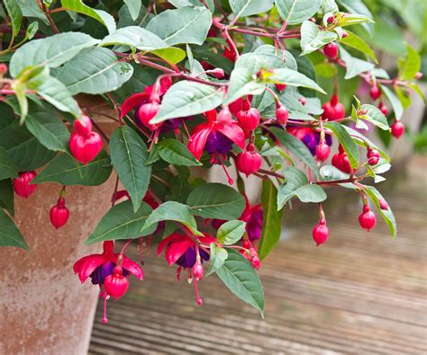 How To Grow Fuchsias In Pots With Expert Plant Advice Homes Gardens